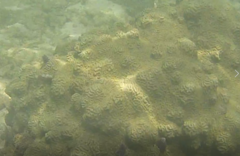 Pseudodiploria clivosa