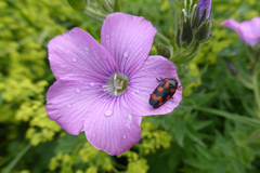 Linum hypericifolium
