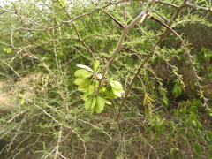 Mimozyganthus carinatus