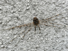 Dicranopalpus ramosus