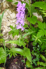 Dactylorhiza urvilleana