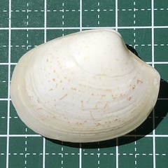 Pitar prora