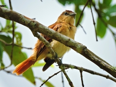 Pachyramphus
