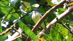 Tolmomyias flavotectus