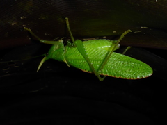 Copiphora rhinoceros