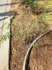 Euphorbia hypericifolia