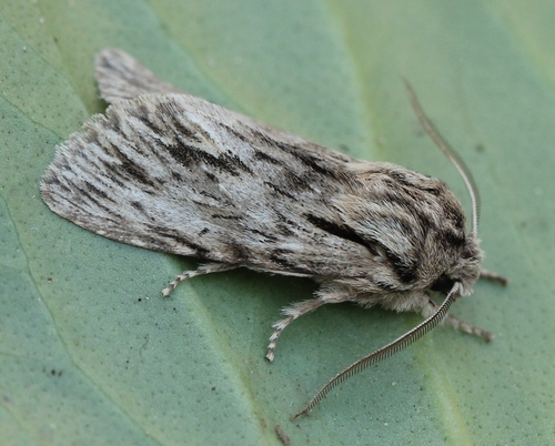 Asteroscopus sphinx