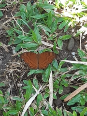 Junonia hedonia