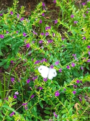 Leptosia nina