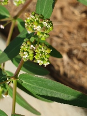 Euphorbia hypericifolia