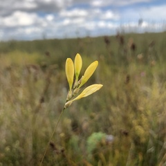 Ixia odorata