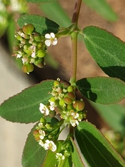 Euphorbia hypericifolia