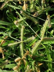 Dactyloctenium aegyptium