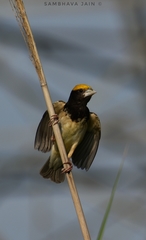 Ploceus benghalensis