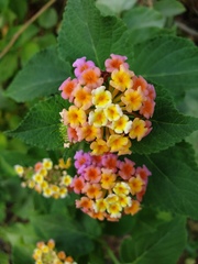 Lantana camara