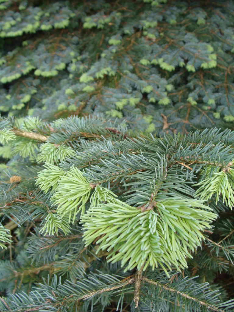 Japanese Cedar (LA Urban Forest Program) · iNaturalist