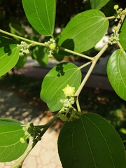 Ziziphus