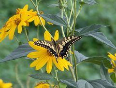 Papilio machaon hippocrates