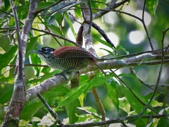 Cantorchilus nigricapillus