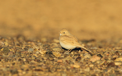 Ammomanes cinctura