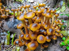 Armillaria mellea