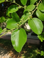 Ziziphus