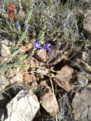 Scutellaria potosina
