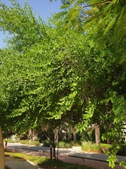 Ziziphus