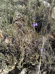 Scutellaria potosina