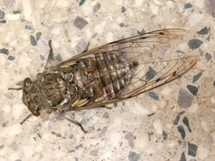 Quesada gigas