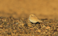 Ammomanes cinctura