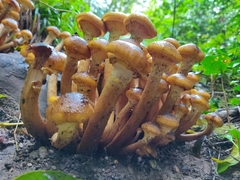 Armillaria mellea