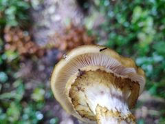 Armillaria mellea