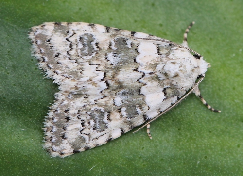 Marbled Beauty
