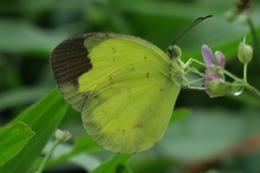 Eurema sari