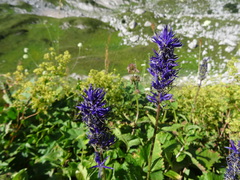 Asyneuma campanuloides