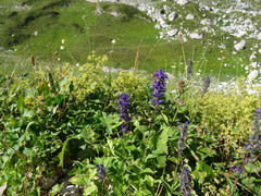 Asyneuma campanuloides