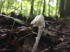 Monotropa
