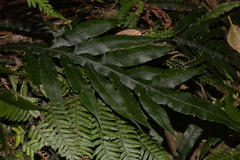 Blechnum patersonii