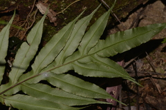 Blechnum patersonii