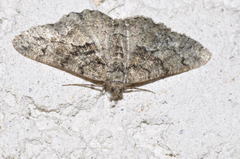 Peribatodes ilicaria