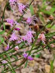 Liatris squarrosa