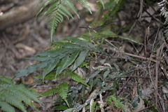 Blechnum patersonii