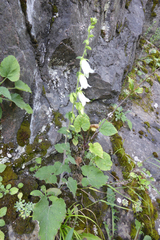 Campanula alliariifolia