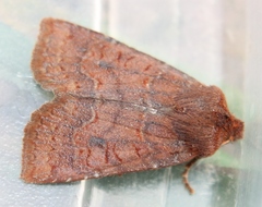 Conistra ligula
