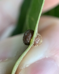 Polystepha symmetrica
