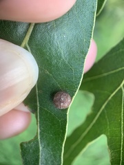 Polystepha symmetrica