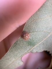 Polystepha symmetrica