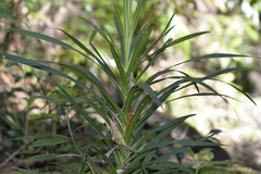 Cordyline stricta