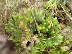 Notothylas orbicularis